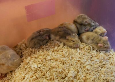 Gerbils and Hamsters at the Pet Zone