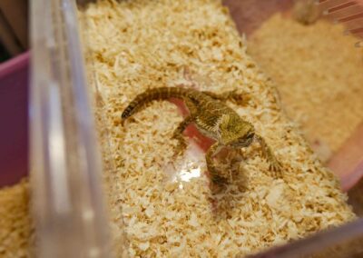 Come and see the Lizards and Geckos at the pet zone